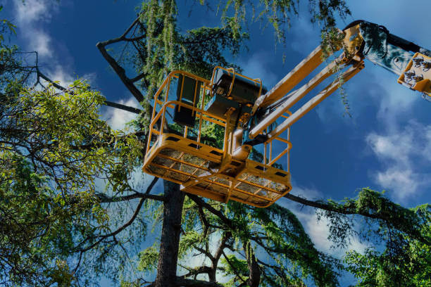 Professional Tree Service in Wappingers Falls, NY